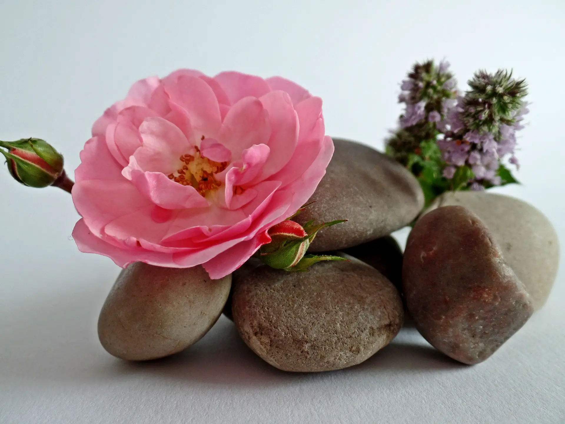 Gladde stenen en een roze bloem.